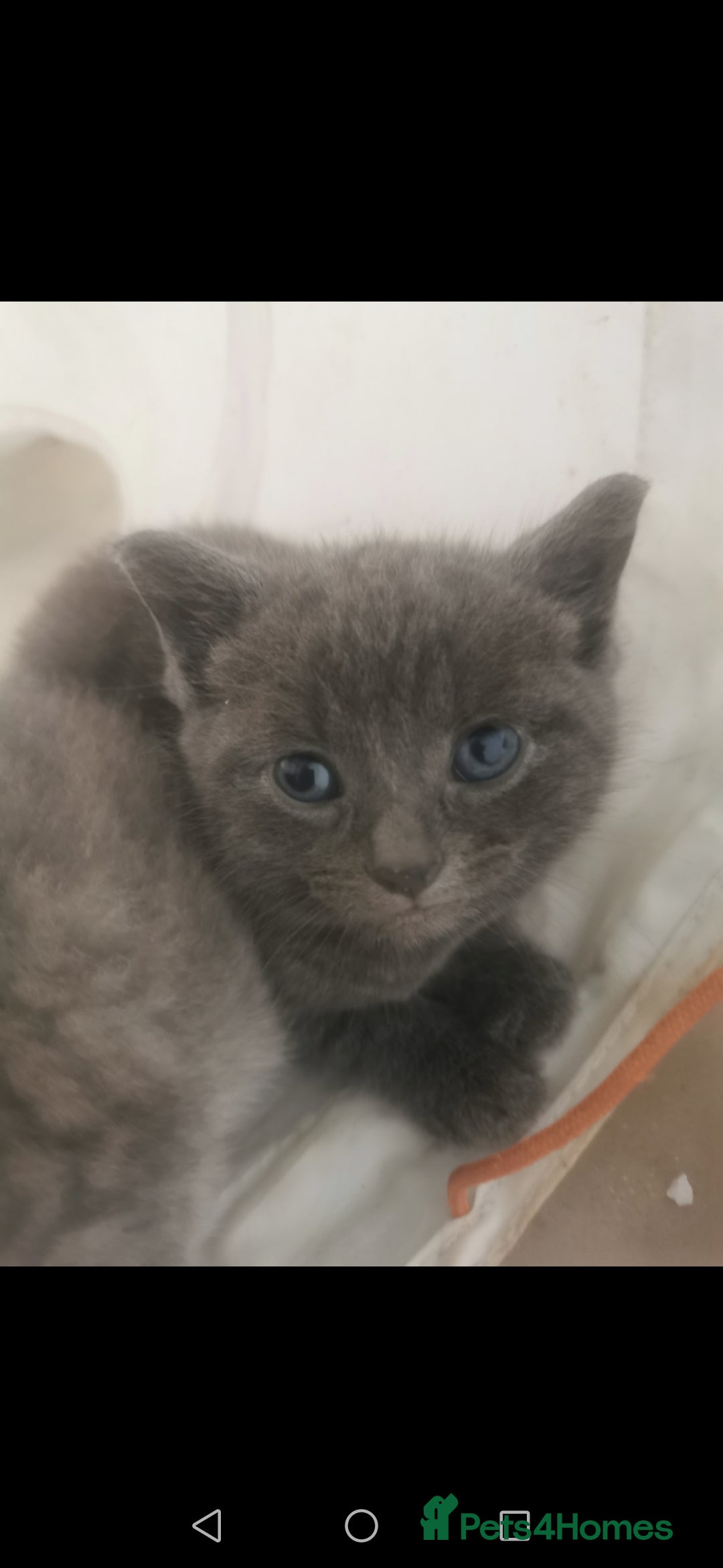 Russian Blue cats for sale: Adorable kittens for sale  - Image 6
