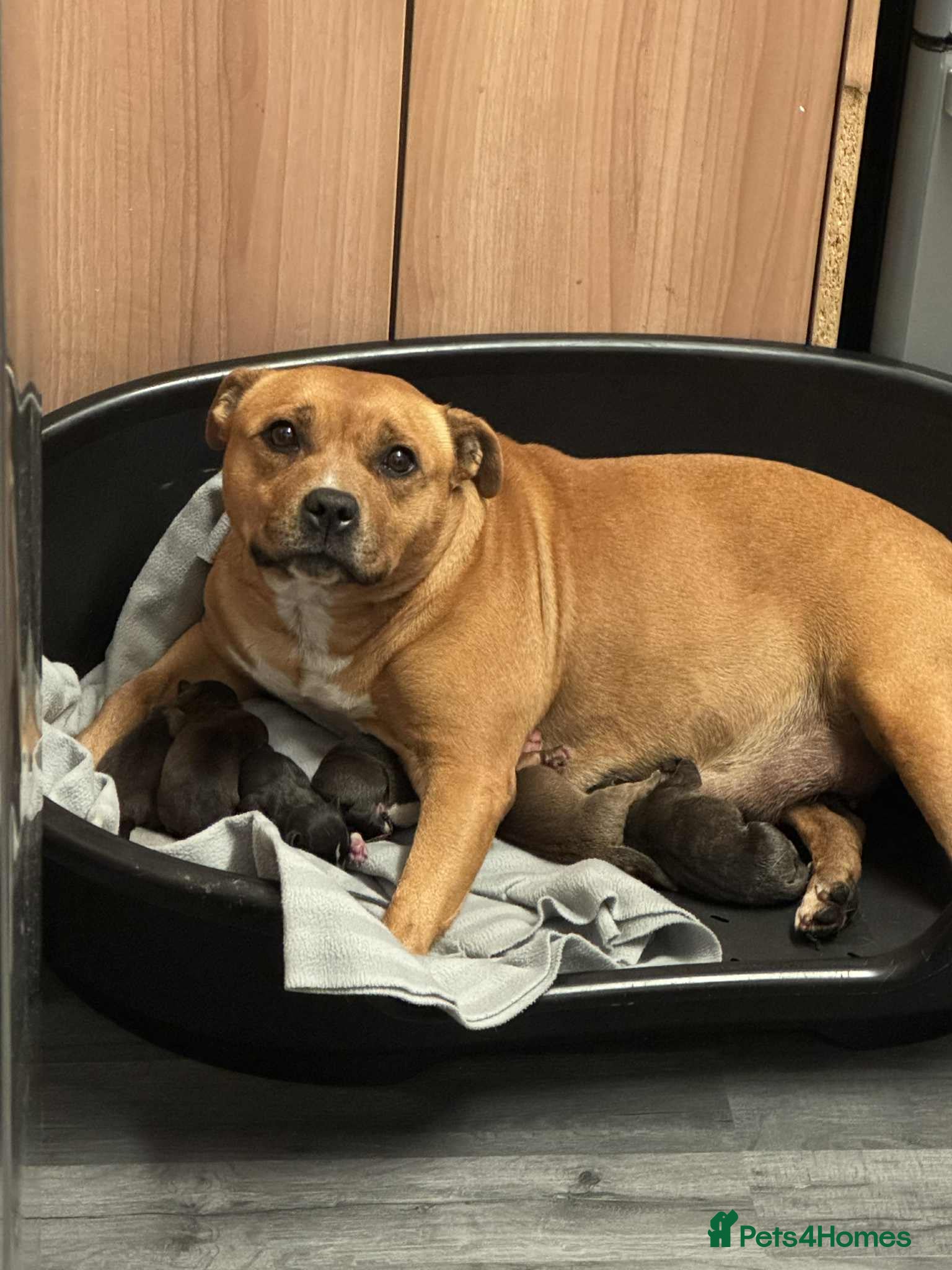 Staffordshire Bull Terrier dogs Kc registered Staffordshire bull terriers - Advert 2