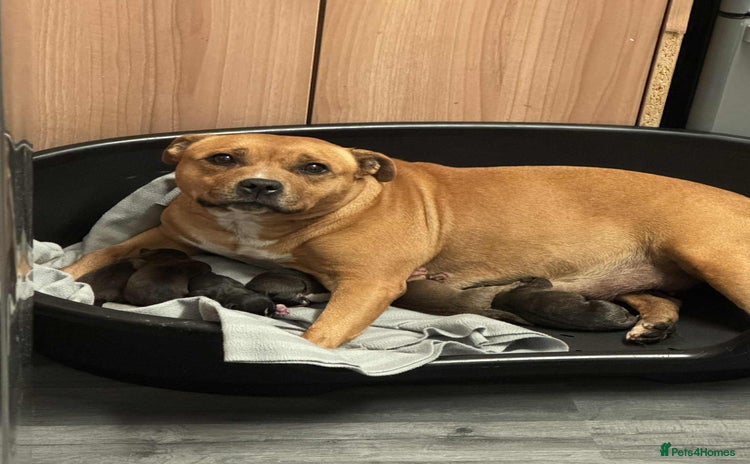 Staffordshire Bull Terrier dogs Kc registered Staffordshire bull terriers - Advert 1