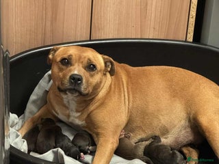 Staffordshire Bull Terrier dogs Kc registered Staffordshire bull terriers - Advert 5