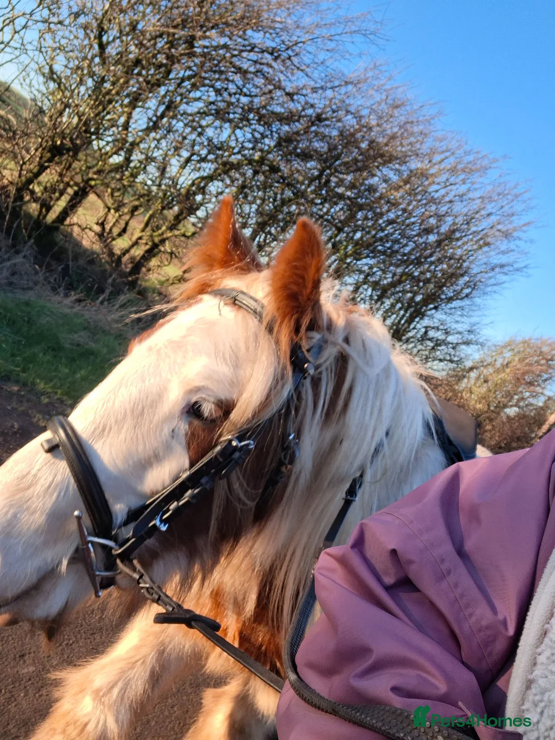 Irish Cob horses for sale: Cob gelding for sale - Advert 5