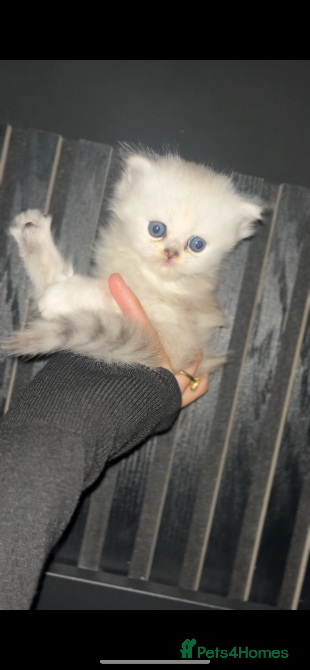 Persian cats for sale: Persian kittens - Image 7