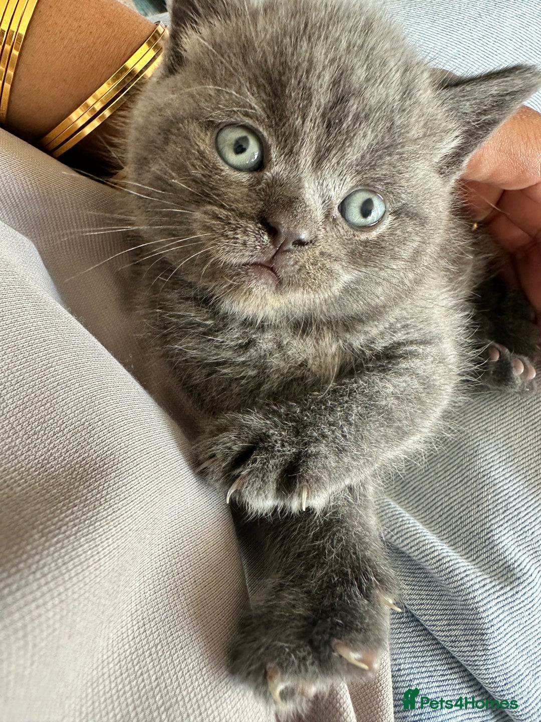 British Shorthair cats for sale: British short hair  - Image 2