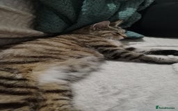 Maine Coon cats for sale: Beautiful kittens for sale  - Image 10