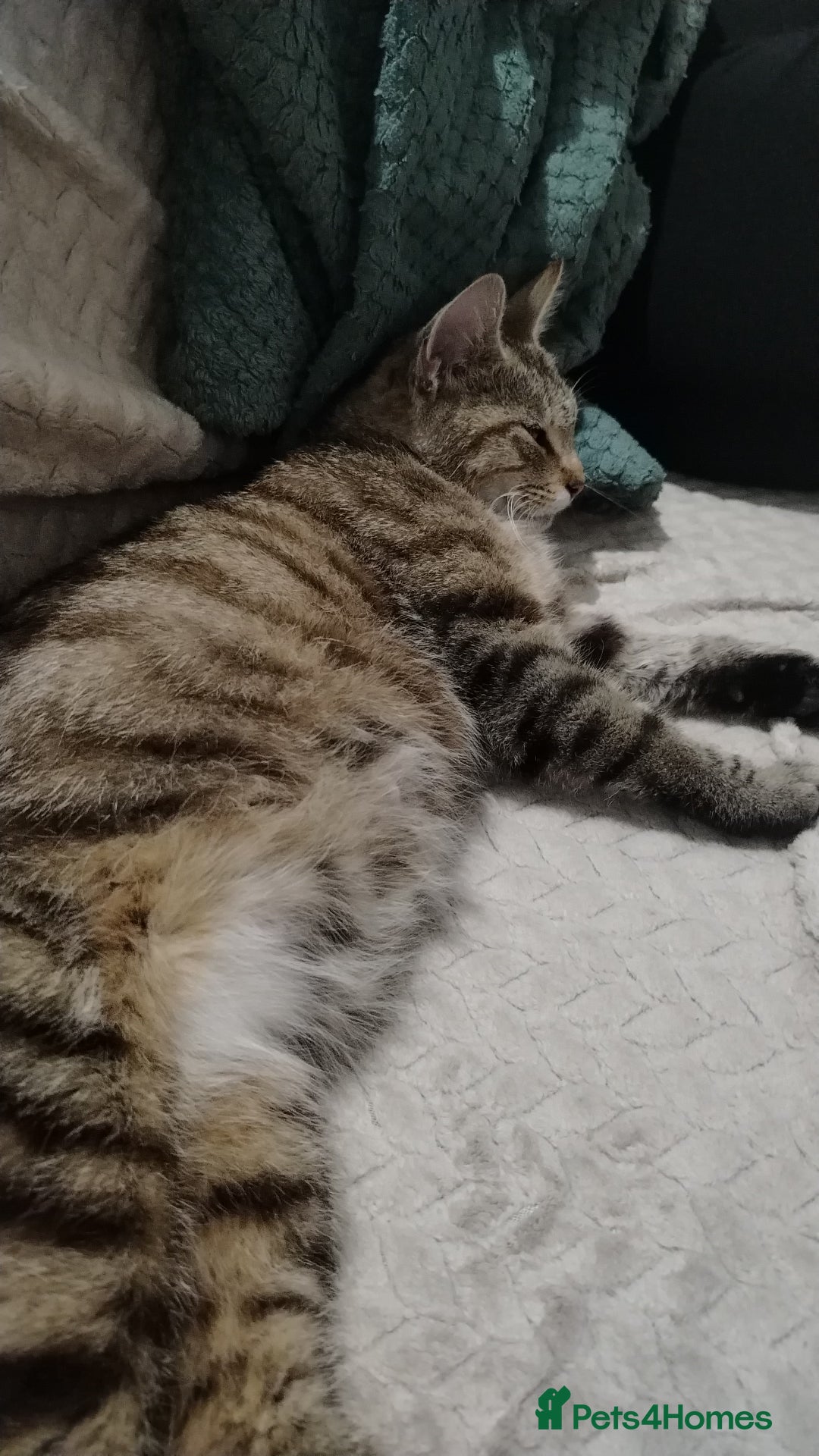 Maine Coon cats for sale: Beautiful kittens for sale  - Image 10