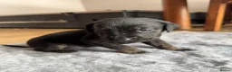 Labrador Retriever dogs for sale: Adorable Labrador Puppies For Sale - Advert 11