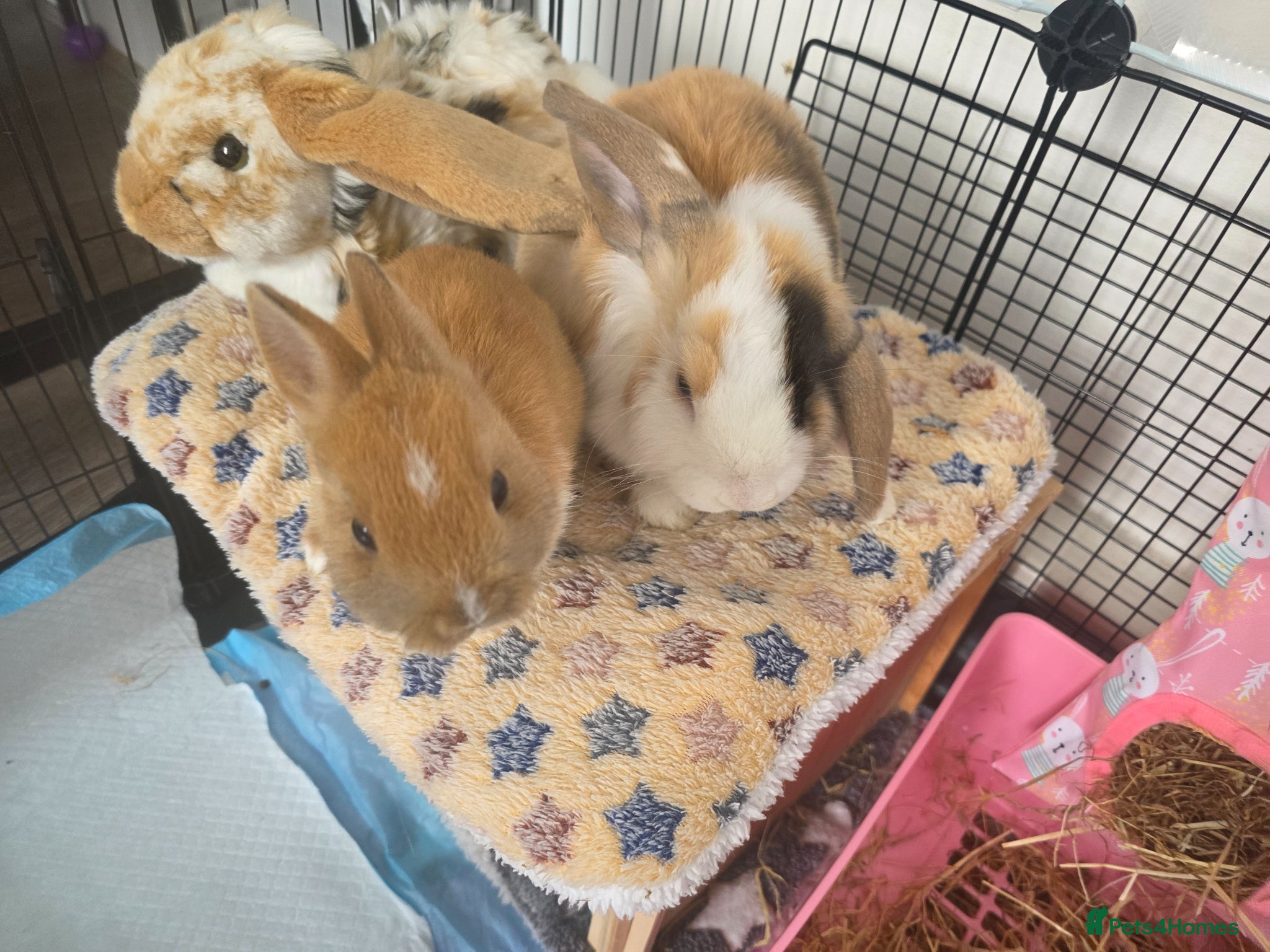 Mini Lop rabbits Mini Lop (Neutered) + Netherland Dwarf –Vaccinated - Advert 1