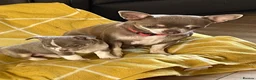 Chihuahua dogs for sale: Lilac girl in Grimsby - Advert 2