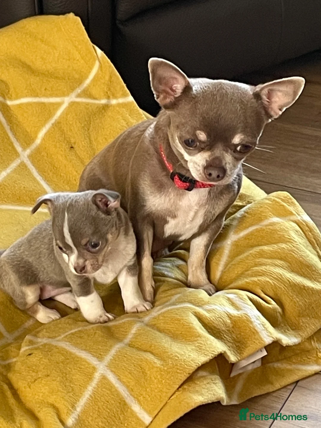 Chihuahua dogs for sale: Lilac girl in Grimsby - Advert 2