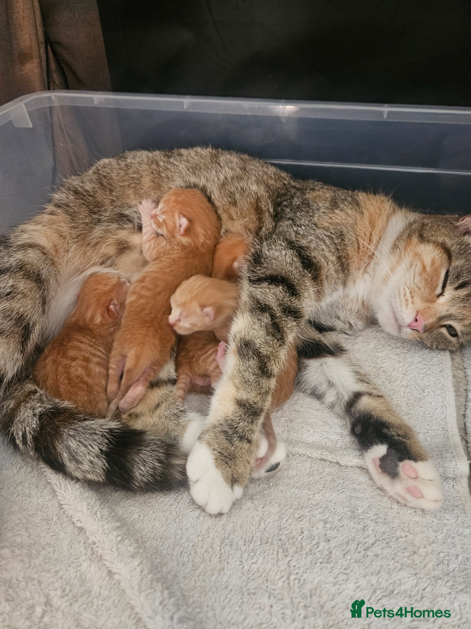 Domestic Shorthair cats Four kittens looking for their forever homes  - Advert 2