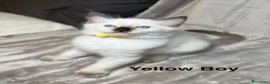Yellow Boy