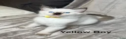 Ragdoll cats for sale: 😻Pure Ragdoll Kittens looking for loving home ❤️ - Advert 16