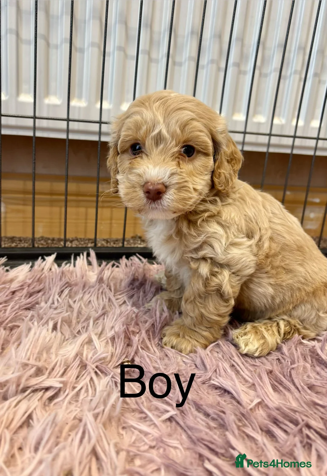 Cockapoo dogs for sale: Cockapoo Puppies Ready Now in Norwich - Advert 12