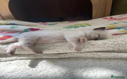 Ragdoll cats for sale: Adorable Ragdoll Kittens - Image 25