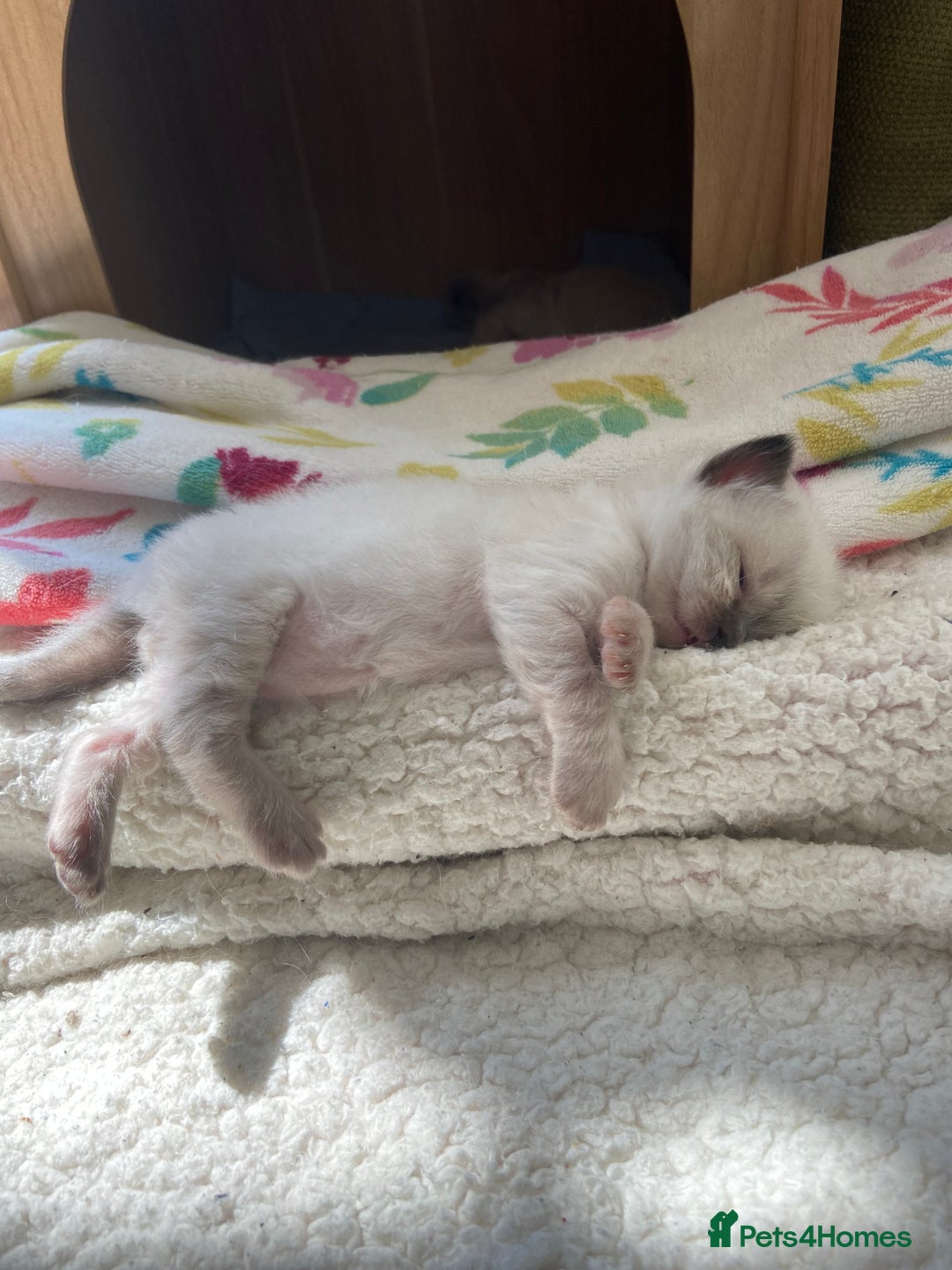 Ragdoll cats for sale: Adorable Ragdoll Kittens - Image 25