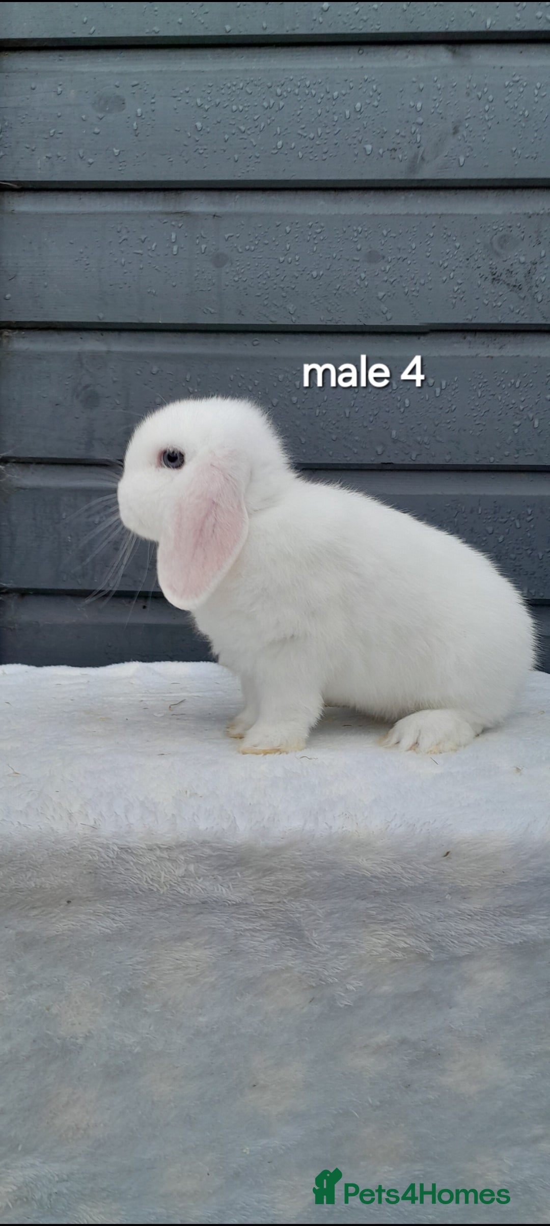 Mini Lop rabbits for sale: Purebred mini lops ready now  - Advert 14