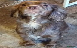 Cockapoo dogs for sale: 8 week old Cockapoo girl for sale  - Image 4