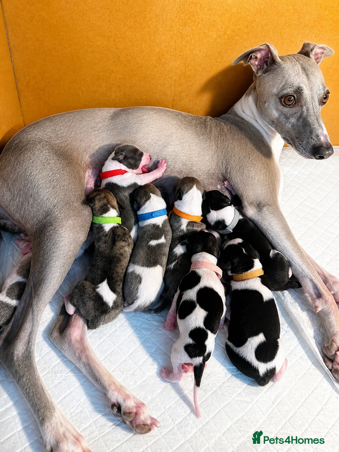 Whippet dogs for sale: KC Whippet Puppies Champion Sired Ready June  - Advert 1