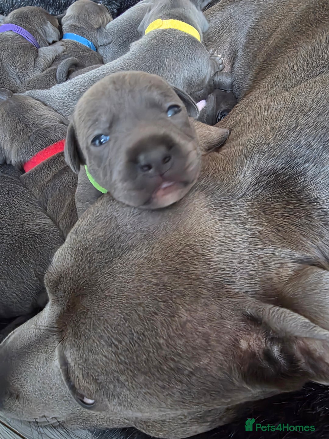 Staffordshire Bull Terrier dogs for sale: Staffordshire Bull Terrier Puppies - Image 24