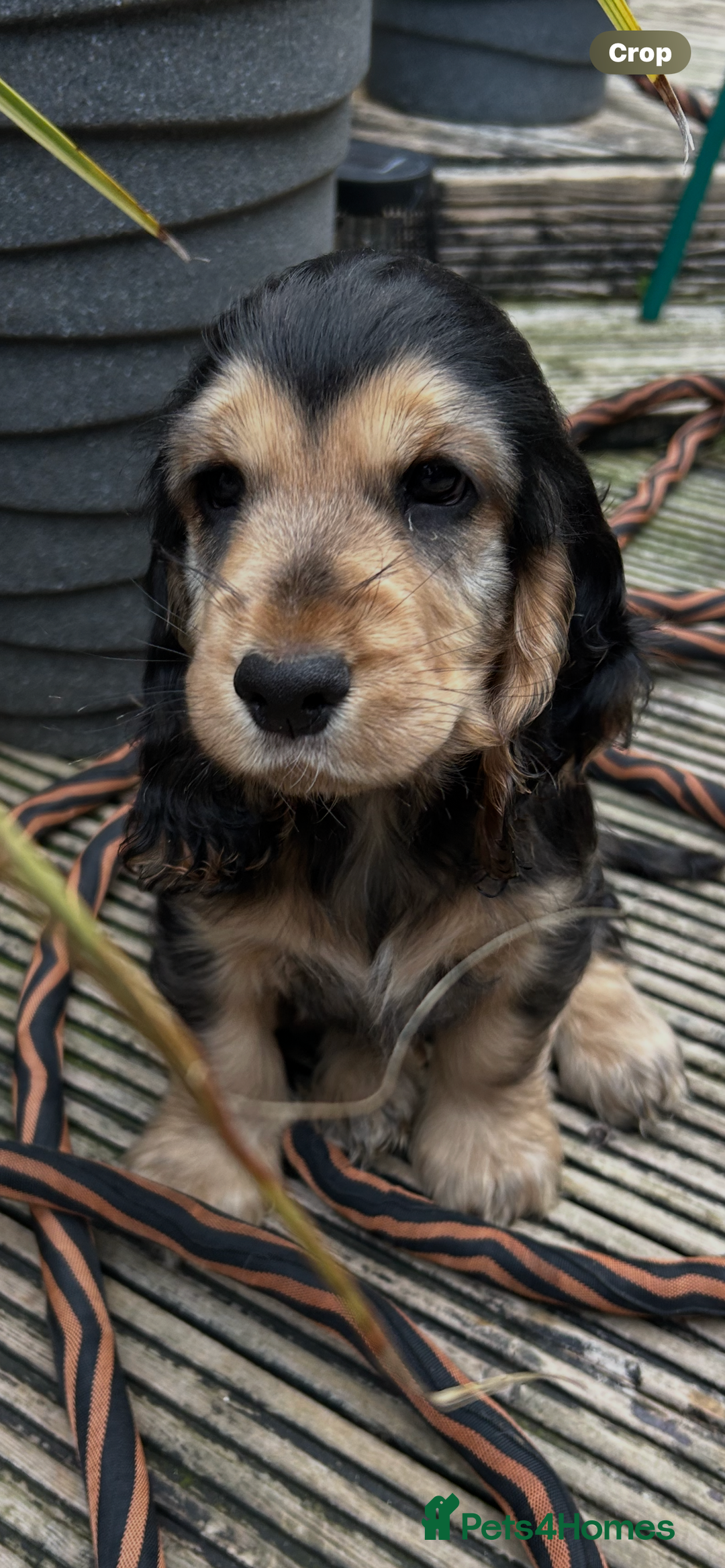 Cocker Spaniel dogs for sale: Sable cockerspaniel puppies - Image 25