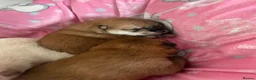 Japanese Shiba Inu dogs for sale: KC registered Japanese Shiba Inu puppies - Advert 18