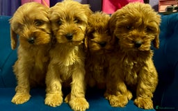 Cavapoo dogs for sale: Ready to go🏡 ONLY girls !  - Image 5