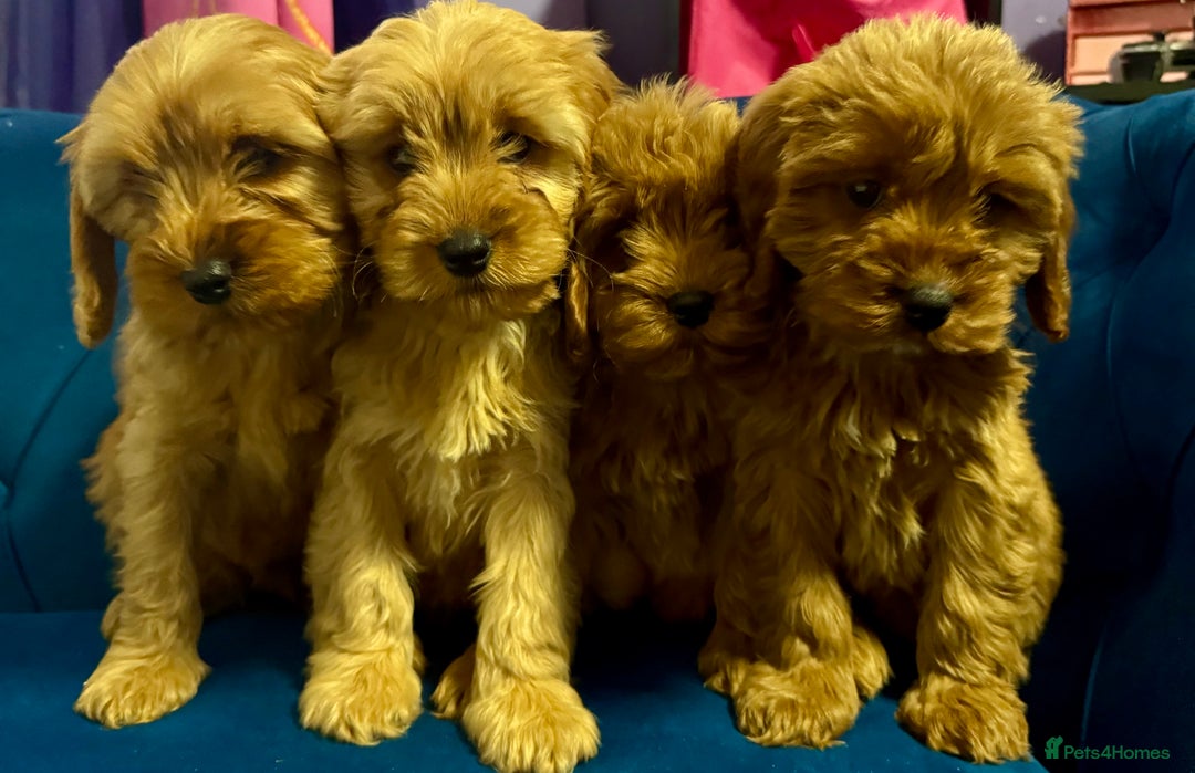 Cavapoo dogs for sale: Ready to go🏡 ONLY girls !  - Image 5