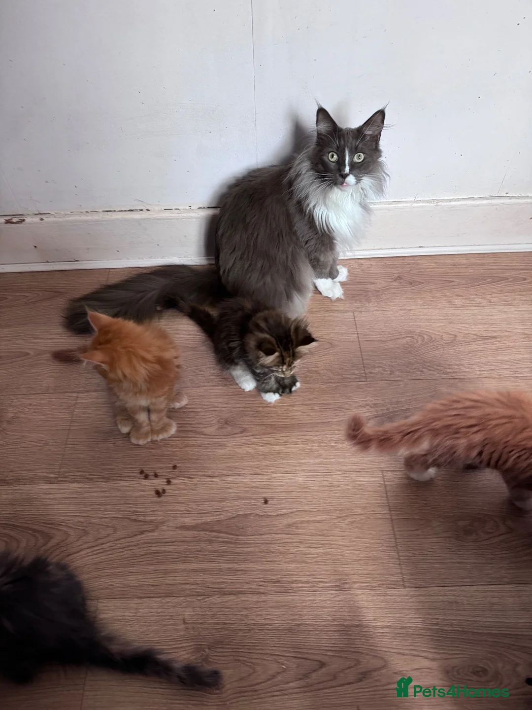 Maine Coon cats for sale: TICA registered polydactyl Maine Coon kittens 😻 - Advert 2