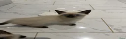 Mixed Breed cats for sale: BEAUTIFUL SIAMESE X SHORTHAIR KITTENS in London - Advert 7