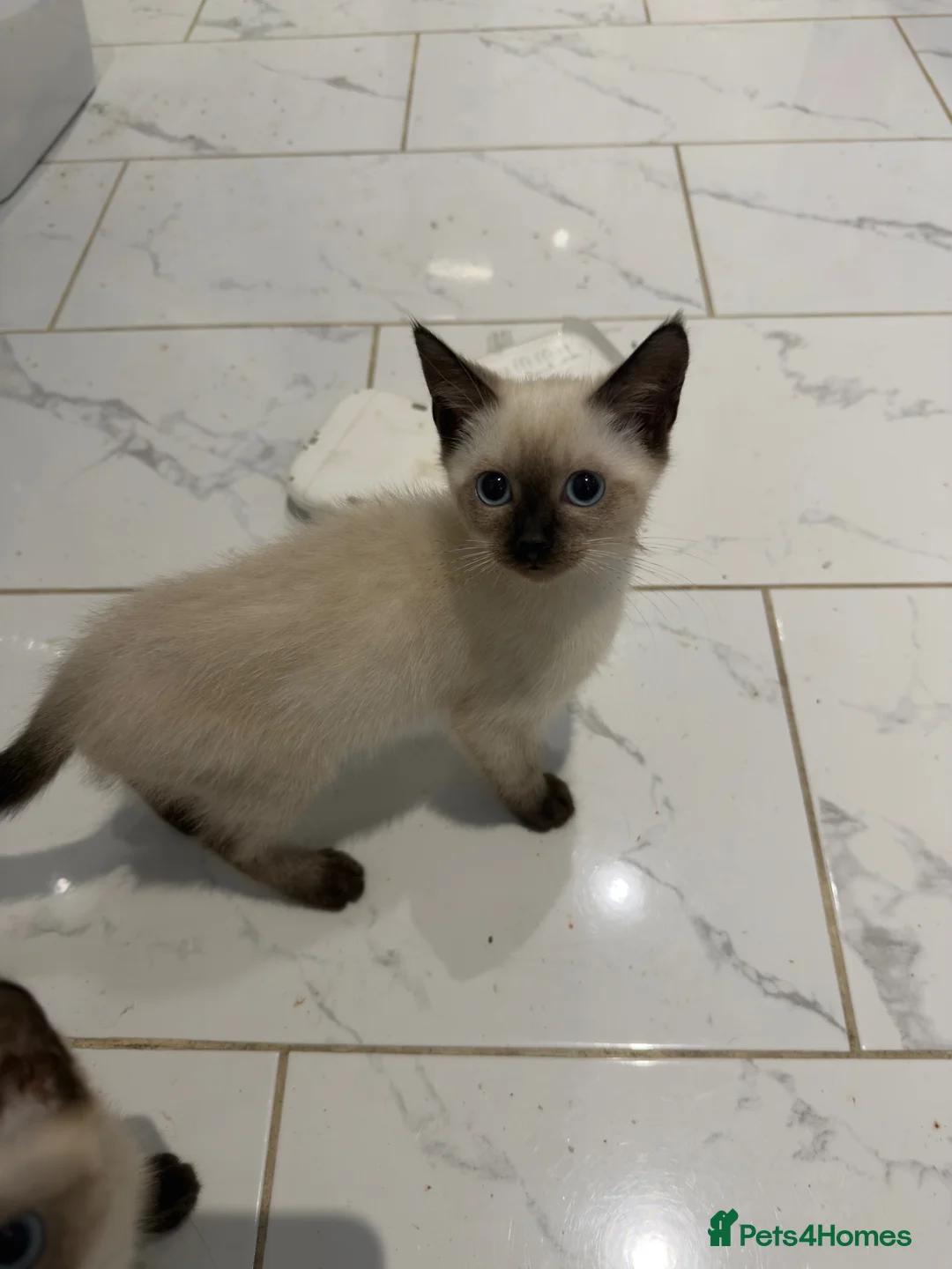Mixed Breed cats for sale: BEAUTIFUL SIAMESE X SHORTHAIR KITTENS in London - Advert 7