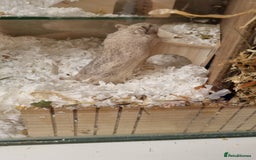 Gerbil rodents for sale: 2 male gerbils  - Image 4