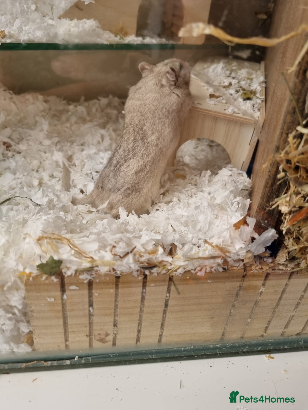 Gerbil rodents for sale: 2 male gerbils  - Image 4