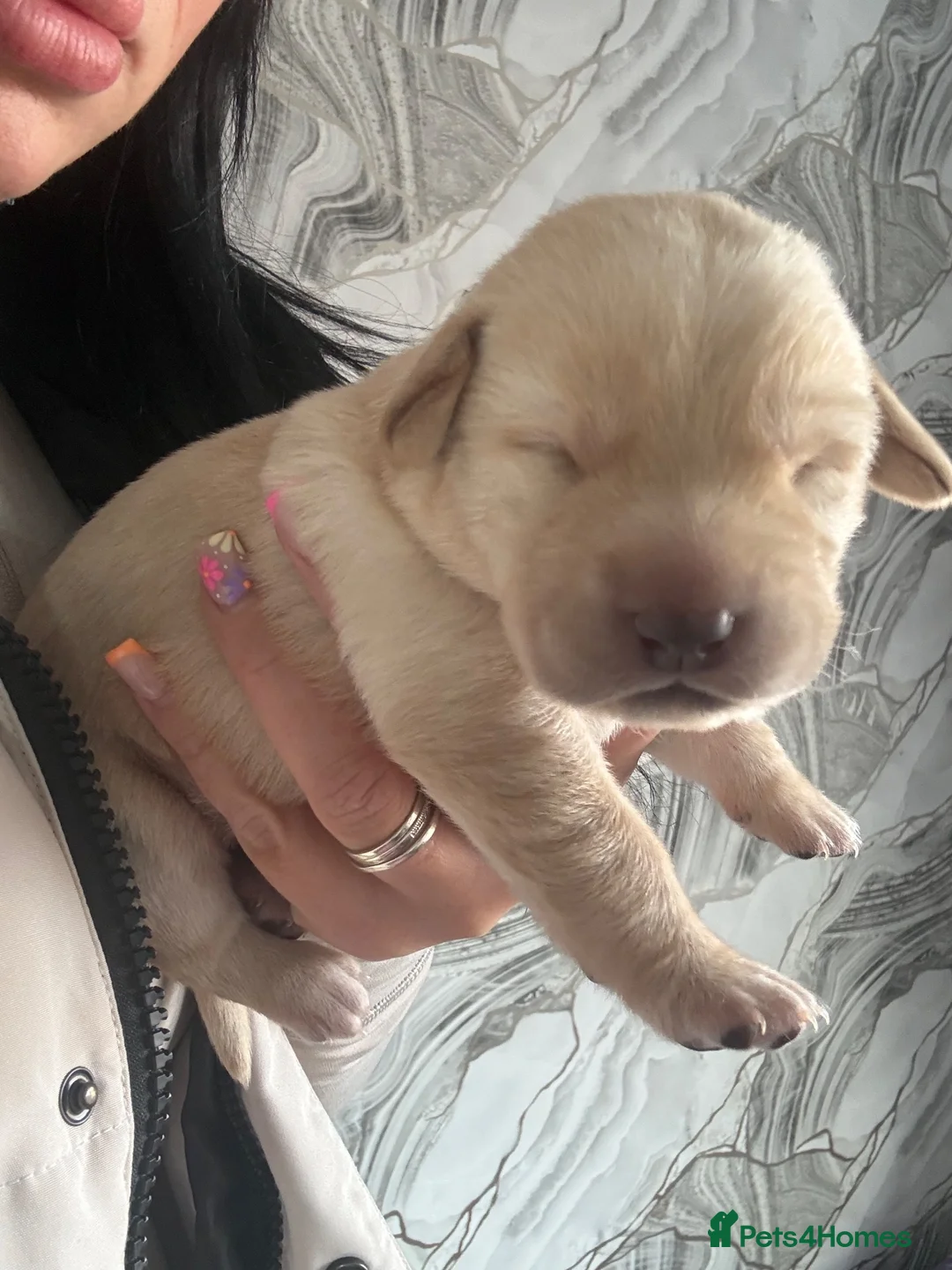 Labrador Retriever dogs for sale: 5 chunky yellow  Labradors  - Advert 16