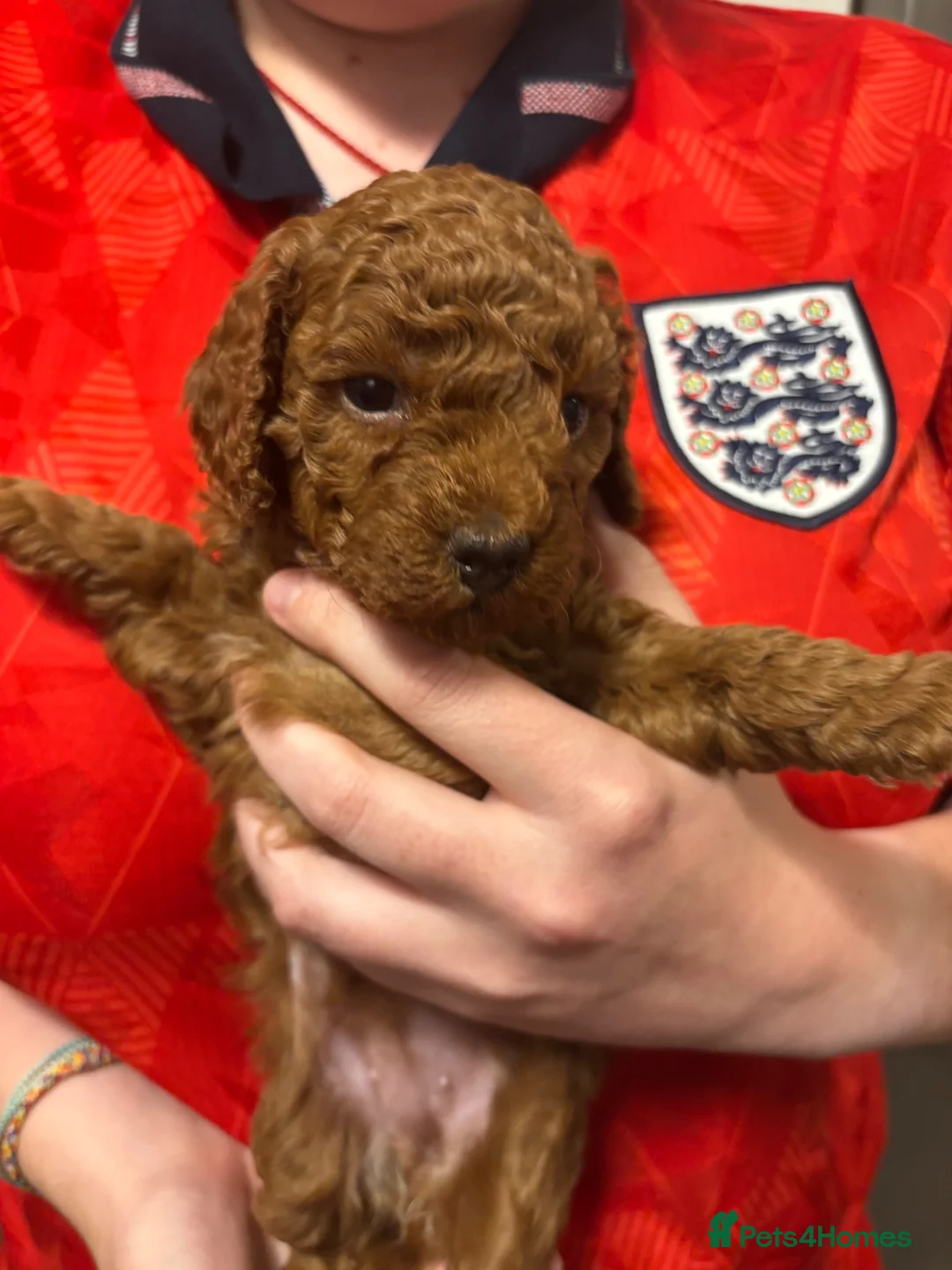 Poochon dogs for sale: Three beautiful girls 🩷🩷🩷 - Advert 6