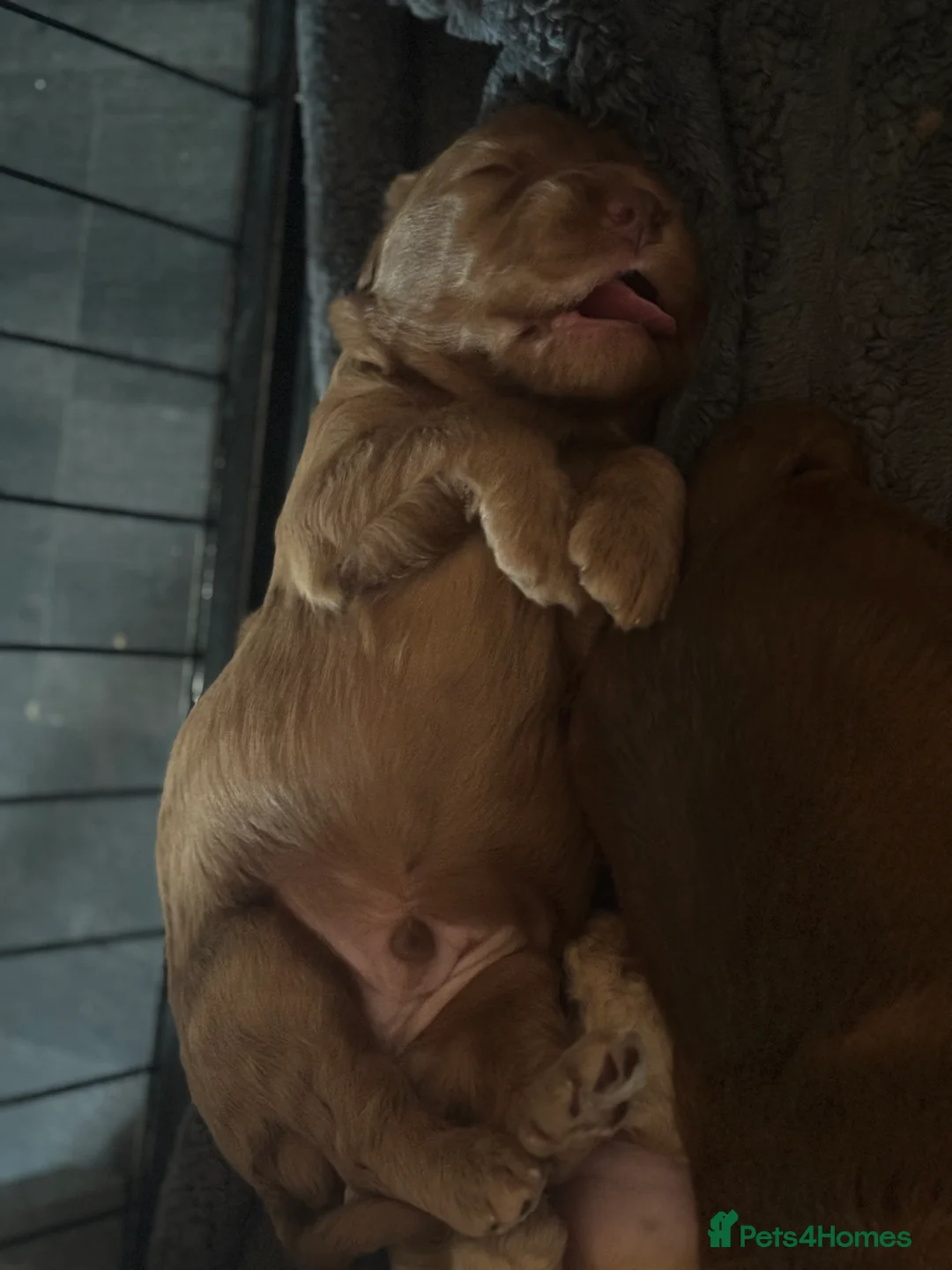 Cockapoo dogs for sale: 8 beautiful cockapoo puppies  - Advert 2