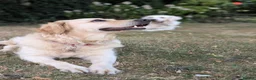 Golden Retriever dogs for sale: Bella’s Golden Gems 7 Gorgeous Puppies Coming Soon - Advert 4
