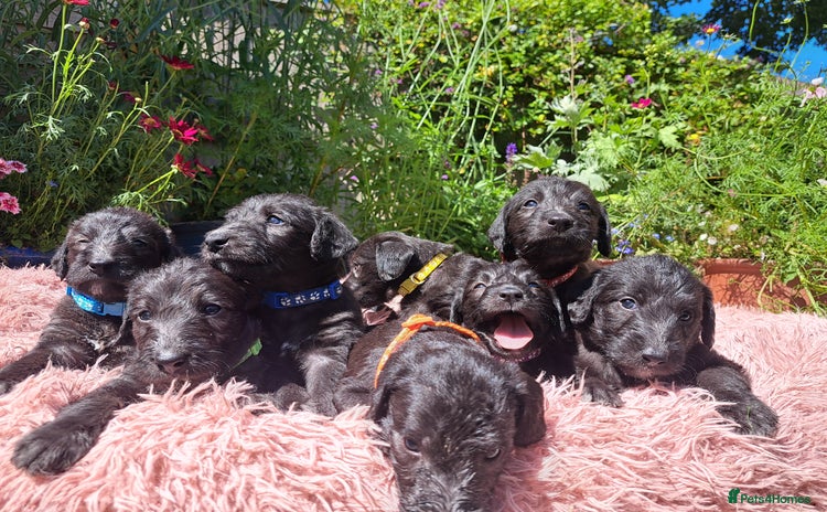 Mixed Breed dogs - Advert 1