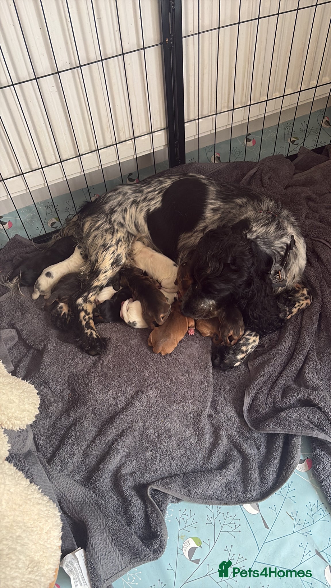 Cocker Spaniel dogs for sale: Special Litter Incredible Pups  in Fordingbridge - Advert 1