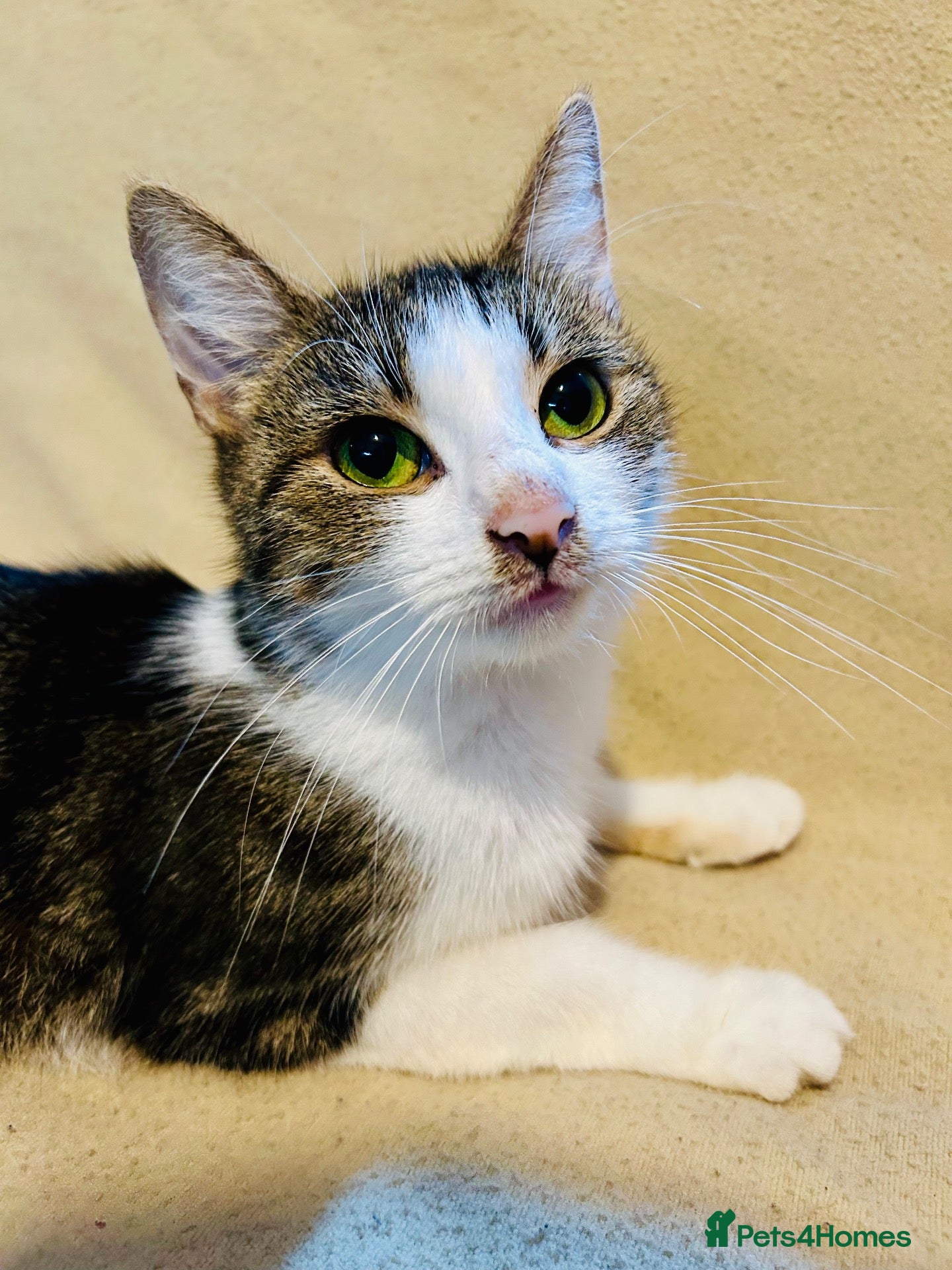 Mixed Breed cats 2 adorable tuxedo kittens left  - Advert 10
