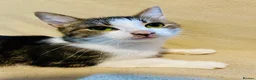 Mixed Breed cats for sale: 2 adorable tuxedo kittens left  - Advert 1