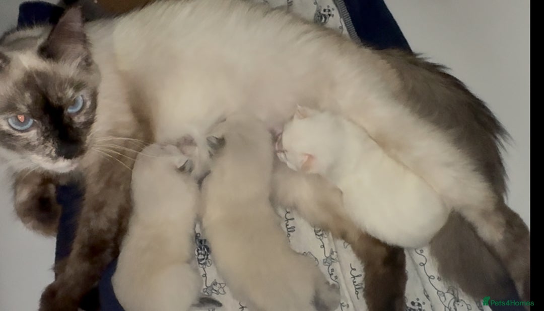 Ragdoll cats for sale: Adorable 2 male kittens, Ragdoll dad, mum Siamese - Image 11