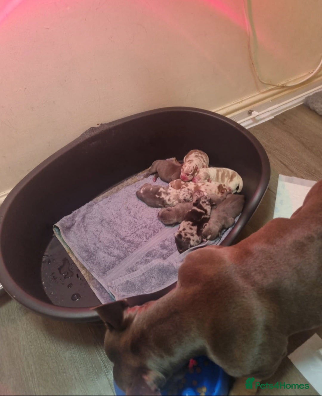 American Bully dogs for sale: David  - Image 9
