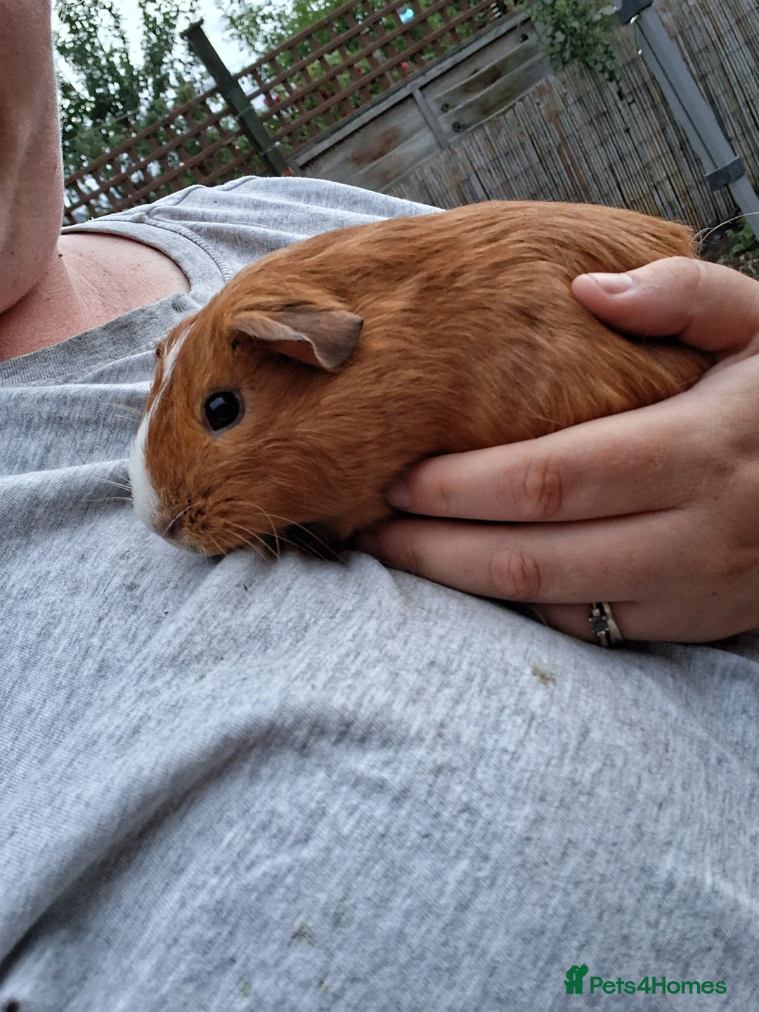 Mixed Breed rabbits for sale: Rabbits, guinea pigs and gerbil  - Image 15