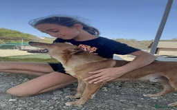 Mixed Breed dogs for adoption: Mickey – The Sweetest Small Shadow Companion - Advert 16