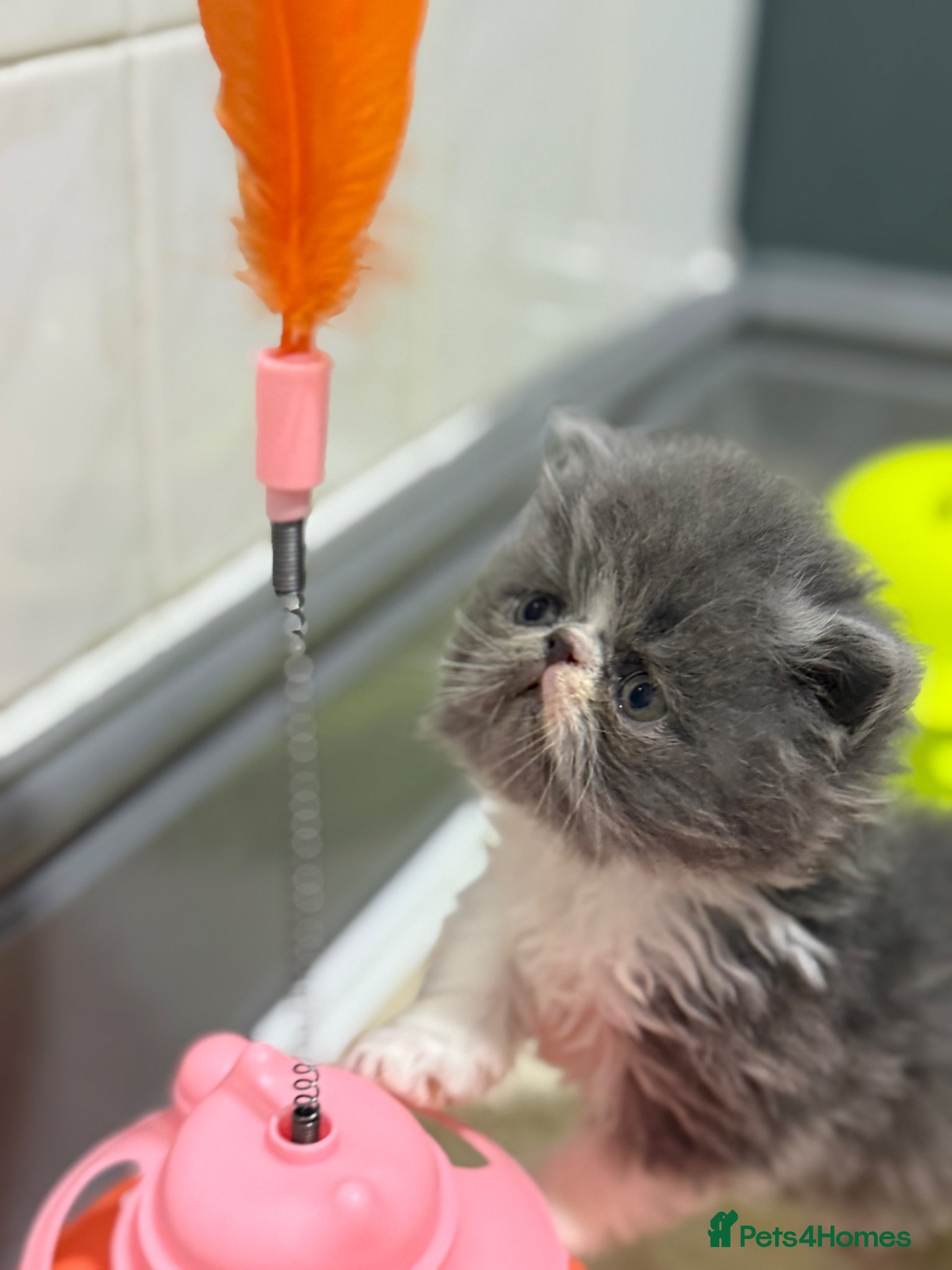 Persian cats GCCF registered Persian boy 💙 - Advert 8
