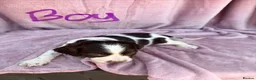 English Springer Spaniel dogs for sale: Millie and her beautiful Babies  in Yeovil - Advert 12