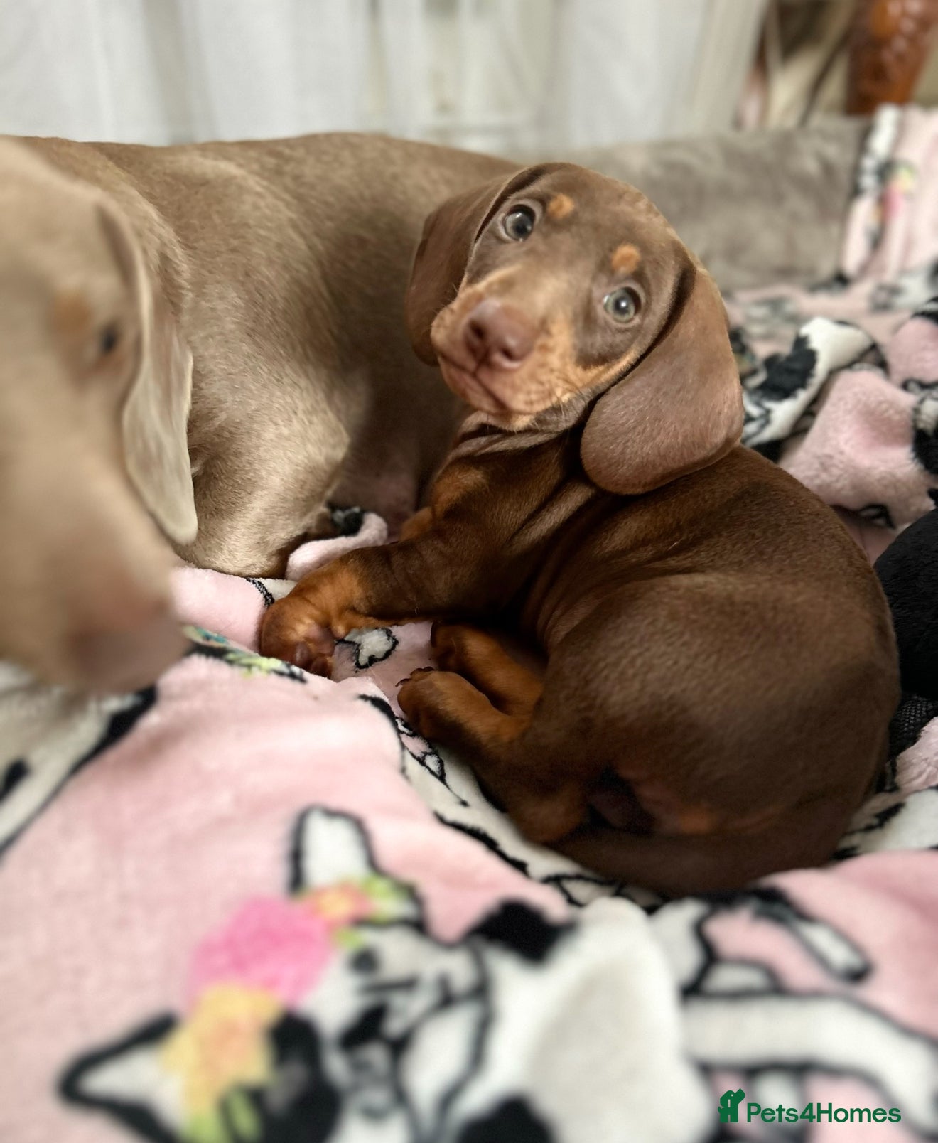 Miniature Dachshund dogs Ready NOW Mini 2 Chocolate boys Dachshunds  - Advert 6