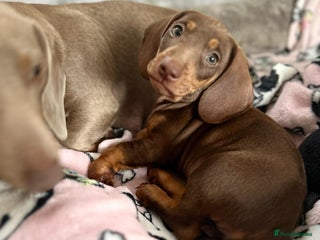 Miniature Dachshund dogs Ready NOW Mini 2 Chocolate boys Dachshunds - Advert 14