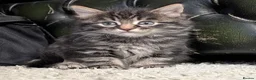 Mixed Breed cats for sale: Beautiful litter of 4 - Advert 9