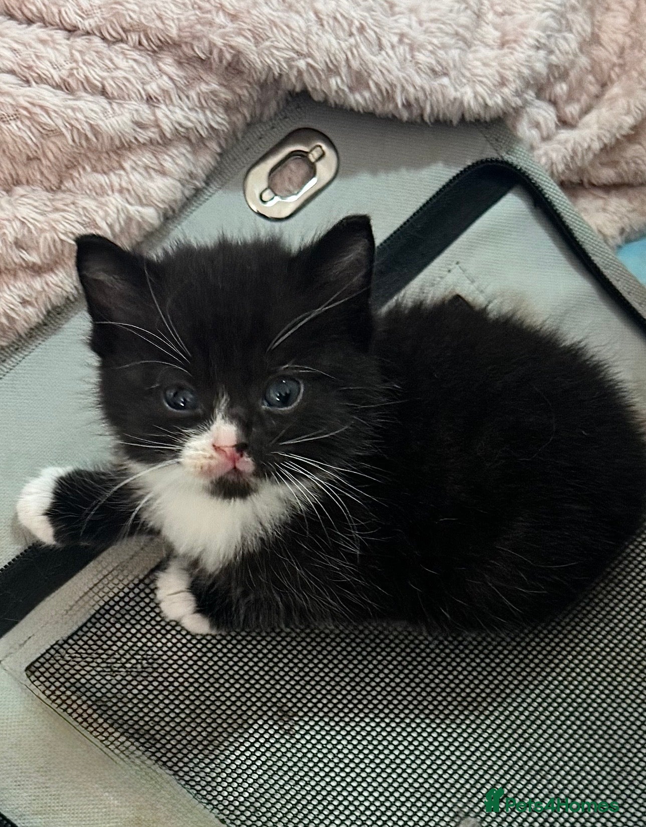 Mixed Breed Kitten 1